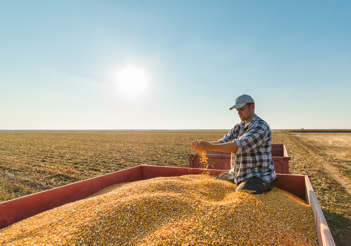 Young farmer in corn fields supplier diversity